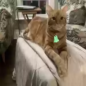 adoptable Cat in Grand Rapids, MI named Maurice “Moe”