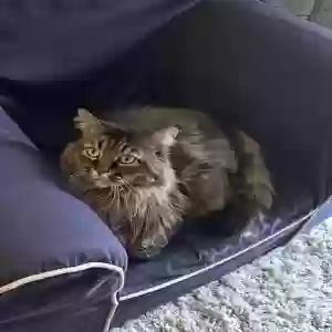 adoptable Cat in Canal Fulton, OH named Cal