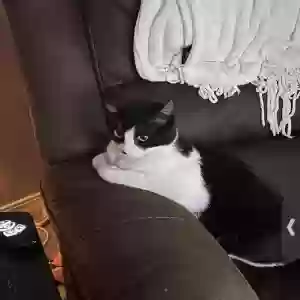adoptable Cat in Conway, AR named Indie