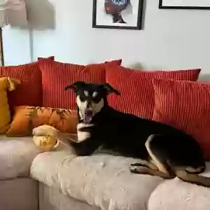 adoptable Dog in Los Angeles, CA named Maple