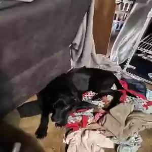 adoptable Dog in Harrison, AR named Rifle