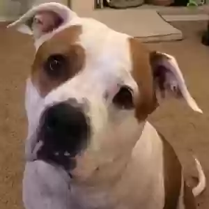 adoptable Dog in Casa Grande, AZ named Bridgette