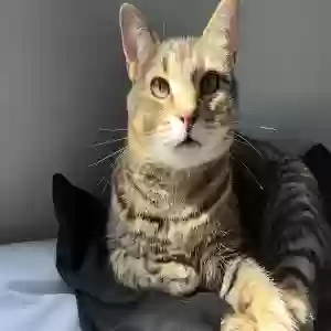 adoptable Cat in Canyon Lake, TX named Simon