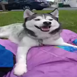 adoptable Dog in Toledo, OH named Loki