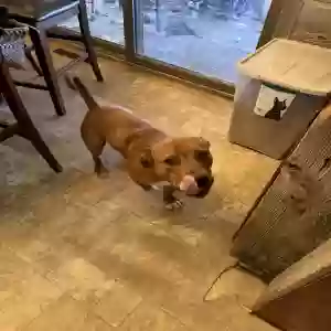 adoptable Dog in Glendive, MT named Moose