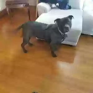 adoptable Dog in Springfield, MA named Romeo