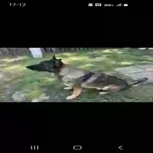 /images/pets/original/2179839_14537_Screenshot_20250408-171210_Messages.webp