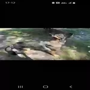 /images/pets/original/2179839_81211_Screenshot_20250408-171216_Messages.webp