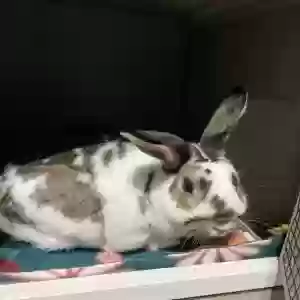 adoptable  in Franklin, OH named Scooter