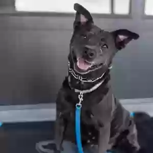 adoptable Dog in Conway, AR named Luna