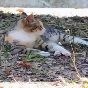 adoptable Cat in Tampa, FL named Stray