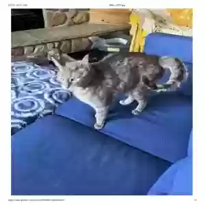adoptable Cat in Wausau, WI named Sage