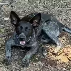 adoptable Dog in Roswell, GA named Chili