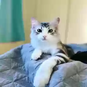 adoptable Cat in Honolulu, HI named Yoshi