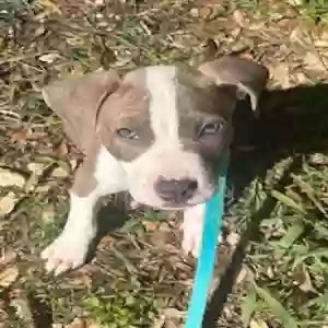 adoptable Dog in San Antonio, TX named for now hank