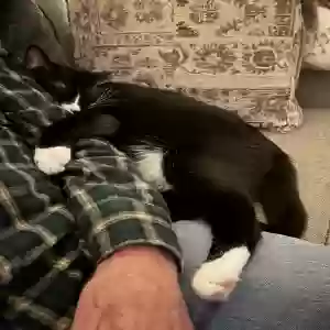 adoptable Cat in Dayton, OH named Boo