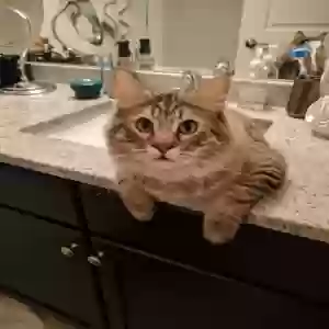 /images/pets/original/2180096_56500_IMG_20170301_190257.webp