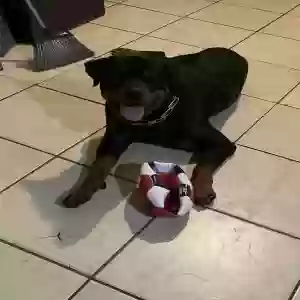 adoptable Dog in Tampa, FL named Kayne