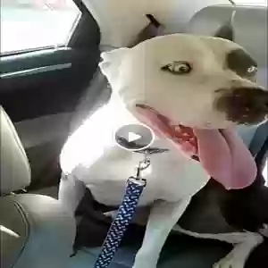 /images/pets/original/2180176_actual_one.webp