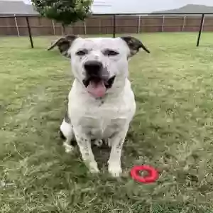 adoptable Dog in Paradise, TX named ?