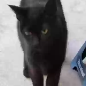 adoptable Cat in Gulfport, MS named Unknown