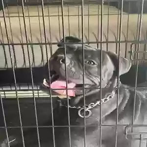 adoptable Dog in Henderson, NV named Mason