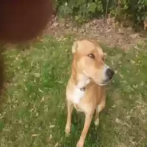 adoptable Dog in Dallas, TX named Penny