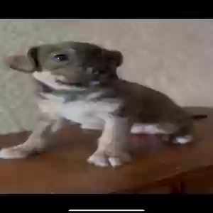 adoptable Dog in San Antonio, TX named Chiquita