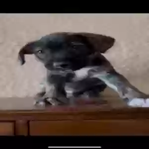 adoptable Dog in San Antonio, TX named Kruze