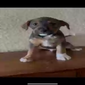 adoptable Dog in San Antonio, TX named Brownie