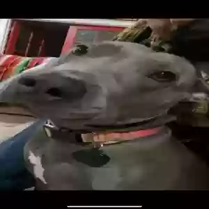 adoptable Dog in Henderson, NV named Bella