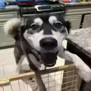 adoptable Dog in San Antonio, TX named Luna
