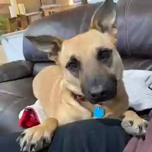adoptable Dog in Middleburg, FL named Luna