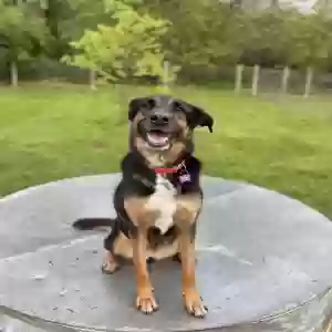 adoptable Dog in Martinsburg, WV named Duchess