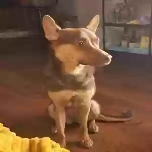 adoptable Dog in Brooklyn, NY named Coco