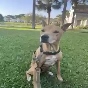 adoptable Dog in Boca Raton, FL named Tyson
