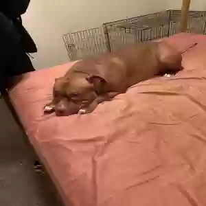 adoptable Dog in Antioch, TN named dream