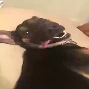 adoptable Dog in Tehachapi, CA named Azira