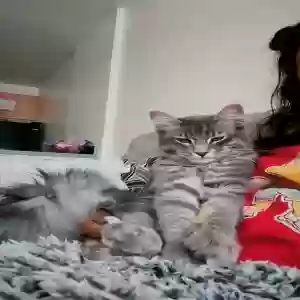 adoptable Cat in Minneapolis, MN named Amiri