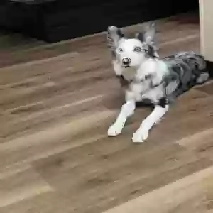 adoptable Dog in Winston Salem, NC named Skye Blue