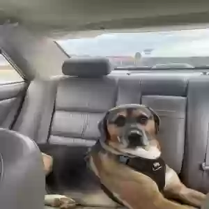 adoptable Dog in Alpena, AR named Scout