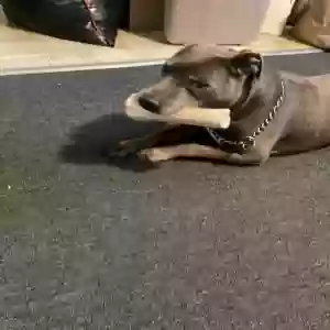 adoptable Dog in Dundalk, MD named Stakko