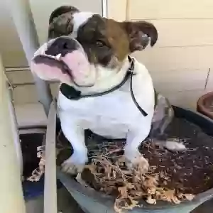 adoptable Dog in Prescott, AZ named Winston