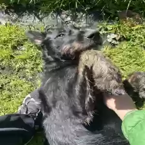 adoptable Dog in Mcminnville, OR named Zim