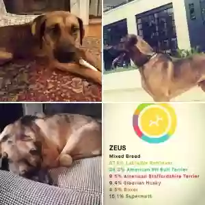 adoptable Dog in Morrisville, NC named Zeus