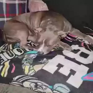 adoptable Dog in Jacksonville, FL named Abby Girl