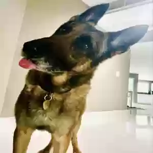 adoptable Dog in Homestead, FL named Kratos