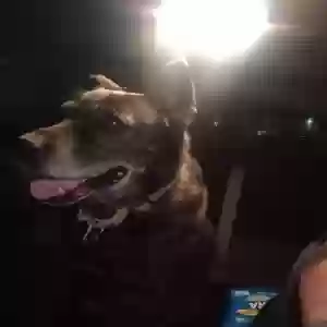 adoptable Dog in Moreno Valley, CA named Black