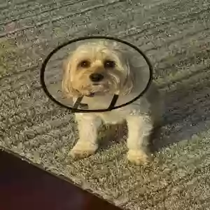 /images/pets/original/2180682_actual_three.webp