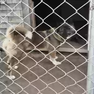 /images/pets/original/2180684_actual_three.webp